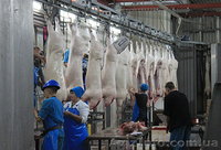 Линия по убою свиней и крс  - <ro>Изображение</ro><ru>Изображение</ru> #4, <ru>Объявление</ru> #1149793