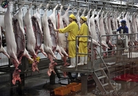 Линия по убою свиней и крс  - <ro>Изображение</ro><ru>Изображение</ru> #2, <ru>Объявление</ru> #1149793