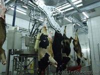 Линия по убою свиней и крс  - <ro>Изображение</ro><ru>Изображение</ru> #1, <ru>Объявление</ru> #1149793