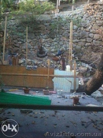 обмен ялта на львов - <ro>Изображение</ro><ru>Изображение</ru> #8, <ru>Объявление</ru> #1283068