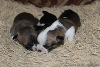 чихуахуа щеночки  - <ro>Изображение</ro><ru>Изображение</ru> #2, <ru>Объявление</ru> #1511584