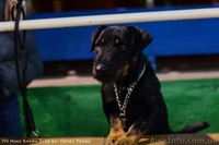 Щенок немецкого ягдтерьера - <ro>Изображение</ro><ru>Изображение</ru> #2, <ru>Объявление</ru> #1609406