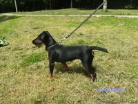 Щенок немецкого ягдтерьера - <ro>Изображение</ro><ru>Изображение</ru> #3, <ru>Объявление</ru> #1609406