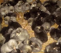 Продаж курчат м'ясо-яєчних порід. - <ro>Изображение</ro><ru>Изображение</ru> #4, <ru>Объявление</ru> #1602720