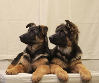 Питомник DOG PATROL. Щенки немецкой овчарки - <ro>Изображение</ro><ru>Изображение</ru> #2, <ru>Объявление</ru> #1700517