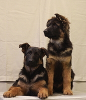 Питомник DOG PATROL. Щенки немецкой овчарки - <ro>Изображение</ro><ru>Изображение</ru> #4, <ru>Объявление</ru> #1700517