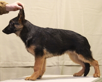 Питомник DOG PATROL. Щенки немецкой овчарки - <ro>Изображение</ro><ru>Изображение</ru> #5, <ru>Объявление</ru> #1700517