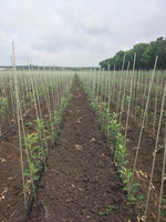 Колышки, опоры для растений из композитных материалов POLYARM. Доставка  - <ro>Изображение</ro><ru>Изображение</ru> #2, <ru>Объявление</ru> #1712467