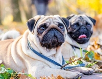 Мопс. Цуценята. - <ro>Изображение</ro><ru>Изображение</ru> #2, <ru>Объявление</ru> #1721189