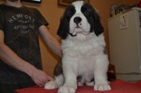 Продаються щенята сенбернара КСУ - <ro>Изображение</ro><ru>Изображение</ru> #3, <ru>Объявление</ru> #1733210