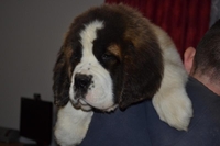 Продаються щенята сенбернара КСУ - <ro>Изображение</ro><ru>Изображение</ru> #4, <ru>Объявление</ru> #1733210