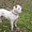 Продам щенка Американского бульдога - <ro>Изображение</ro><ru>Изображение</ru> #1, <ru>Объявление</ru> #11125