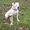 Продам щенка Американского бульдога - <ro>Изображение</ro><ru>Изображение</ru> #2, <ru>Объявление</ru> #11125
