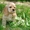 Американский кокер спаниель щенки - <ro>Изображение</ro><ru>Изображение</ru> #1, <ru>Объявление</ru> #95499
