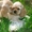 Американский кокер спаниель щенки - <ro>Изображение</ro><ru>Изображение</ru> #2, <ru>Объявление</ru> #95499