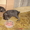 Собаки и щенки  миттельшнауцера цвет перец с солью - <ro>Изображение</ro><ru>Изображение</ru> #3, <ru>Объявление</ru> #140651