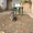 Собаки и щенки  миттельшнауцера цвет перец с солью - <ro>Изображение</ro><ru>Изображение</ru> #2, <ru>Объявление</ru> #140651