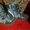 мега розпродаж дитячого  взуття зима B&G - <ro>Изображение</ro><ru>Изображение</ru> #5, <ru>Объявление</ru> #533409