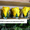 Гуртовий продаж довгосвіжих (до 5 років) троянд з Франції - <ro>Изображение</ro><ru>Изображение</ru> #5, <ru>Объявление</ru> #571404