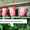 Гуртовий продаж довгосвіжих (до 5 років) троянд з Франції - <ro>Изображение</ro><ru>Изображение</ru> #4, <ru>Объявление</ru> #571404