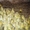 Добовий молодняк гусей - <ro>Изображение</ro><ru>Изображение</ru> #2, <ru>Объявление</ru> #563391