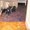 Плановые щенки чёрного терьера в Харькове - <ro>Изображение</ro><ru>Изображение</ru> #1, <ru>Объявление</ru> #592468