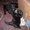 Плановые щенки чёрного терьера в Харькове - <ro>Изображение</ro><ru>Изображение</ru> #2, <ru>Объявление</ru> #592468