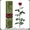 Гуртовий продаж довгосвіжих (до 5 років) троянд з Франції - <ro>Изображение</ro><ru>Изображение</ru> #2, <ru>Объявление</ru> #571404