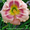 Цветы для Вашего сада - <ro>Изображение</ro><ru>Изображение</ru> #6, <ru>Объявление</ru> #722395