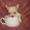 Элитные щенки породы Чихуахуа - <ro>Изображение</ro><ru>Изображение</ru> #4, <ru>Объявление</ru> #696106