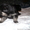 Продаю щенков восточно-европейской овчарки с хорошей родословной - <ro>Изображение</ro><ru>Изображение</ru> #5, <ru>Объявление</ru> #744772