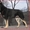 Продаю щенков восточно-европейской овчарки с хорошей родословной - <ro>Изображение</ro><ru>Изображение</ru> #7, <ru>Объявление</ru> #744772