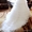 Продам весільну сукню!!!! - <ro>Изображение</ro><ru>Изображение</ru> #5, <ru>Объявление</ru> #763871