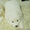 Продаются клубные щенки самоедской собаки с прекрасной родословной - <ro>Изображение</ro><ru>Изображение</ru> #2, <ru>Объявление</ru> #828664