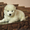 Продаются клубные щенки самоедской собаки с прекрасной родословной - <ro>Изображение</ro><ru>Изображение</ru> #3, <ru>Объявление</ru> #828664