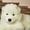 Продаются клубные щенки самоедской собаки с прекрасной родословной - <ro>Изображение</ro><ru>Изображение</ru> #1, <ru>Объявление</ru> #828664