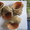 Ракушки Рапана 1 мешок - <ro>Изображение</ro><ru>Изображение</ru> #2, <ru>Объявление</ru> #851905
