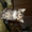 Котята от чистопородного британца и пушистой мамы - <ro>Изображение</ro><ru>Изображение</ru> #1, <ru>Объявление</ru> #895421