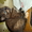Котята от чистопородного британца и пушистой мамы - <ro>Изображение</ro><ru>Изображение</ru> #3, <ru>Объявление</ru> #895421