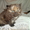 Котята от чистопородного британца и пушистой мамы - <ro>Изображение</ro><ru>Изображение</ru> #4, <ru>Объявление</ru> #895421