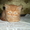 Котята от чистопородного британца и пушистой мамы - <ro>Изображение</ro><ru>Изображение</ru> #5, <ru>Объявление</ru> #895421