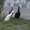 инкубационное яйцо утки индийский бегунок - <ro>Изображение</ro><ru>Изображение</ru> #1, <ru>Объявление</ru> #949253