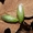 Банановый таракан (Panchlora nivea) #1124057