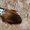 Суринамский таракан (Pycnoscelus surinamensis)  #1124078