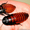 Мадагаскарские тараканы  #1116496