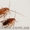 Туркменский таракан Shelfordella tartara  - <ro>Изображение</ro><ru>Изображение</ru> #1, <ru>Объявление</ru> #1116505
