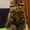 Мейн кун элитные котята из питомника - <ro>Изображение</ro><ru>Изображение</ru> #3, <ru>Объявление</ru> #1206972