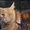 Мейн кун элитные котята из питомника - <ro>Изображение</ro><ru>Изображение</ru> #1, <ru>Объявление</ru> #1206972