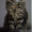 Мейн кун элитные котята из питомника - <ro>Изображение</ro><ru>Изображение</ru> #2, <ru>Объявление</ru> #1206972