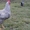 инкубационное яйцо кур Плимутрок полосатый - <ro>Изображение</ro><ru>Изображение</ru> #1, <ru>Объявление</ru> #1224367